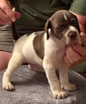 Regan - Arashi pups May 2019