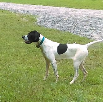 Colt-Rain pups July 2016