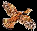 Kentucky Grouse Hunters Association 